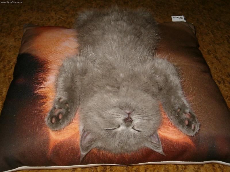 Foto: Po bitvě je každý utahaný!!!-To blbnutí mě vždy strašně utahá......!!!!