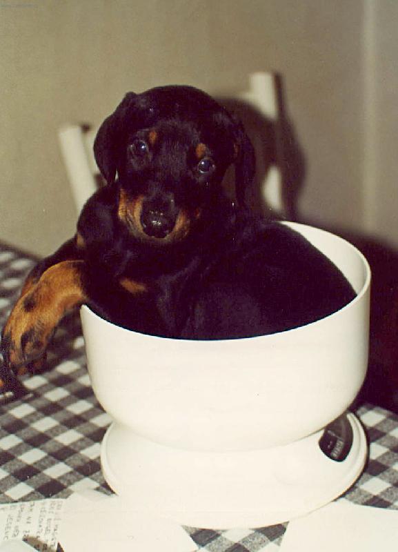 Foto: Až budu velký, budu hódně velký....