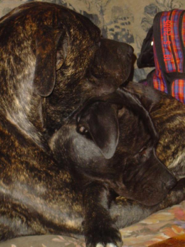 Foto: Sam a Max - dogo canario-Bráchové 6. měsíců