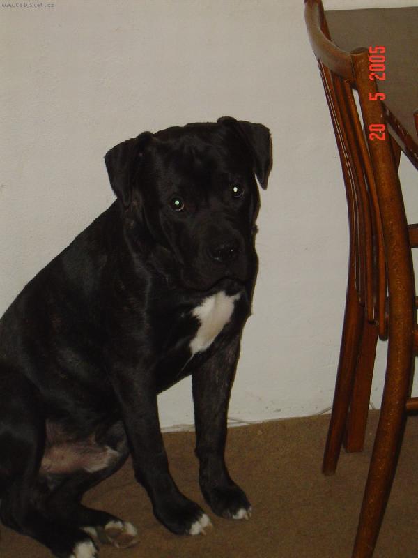 Foto: Dogo canario-Jsem prostě ještě prcek