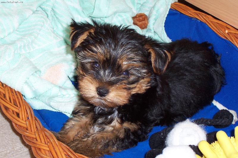 Foto: V pelíšku-první noc bez sourozenců