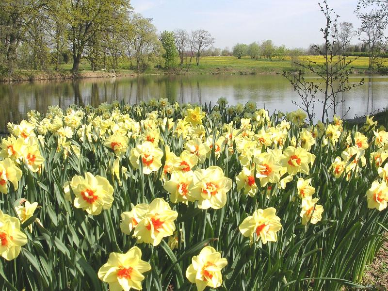 Foto: Jarní pozdrav z Průhonic