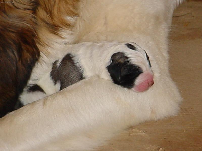 Foto: U maminky je mi nejlépe-Miminko moskevského strážního psa krátce po narození
