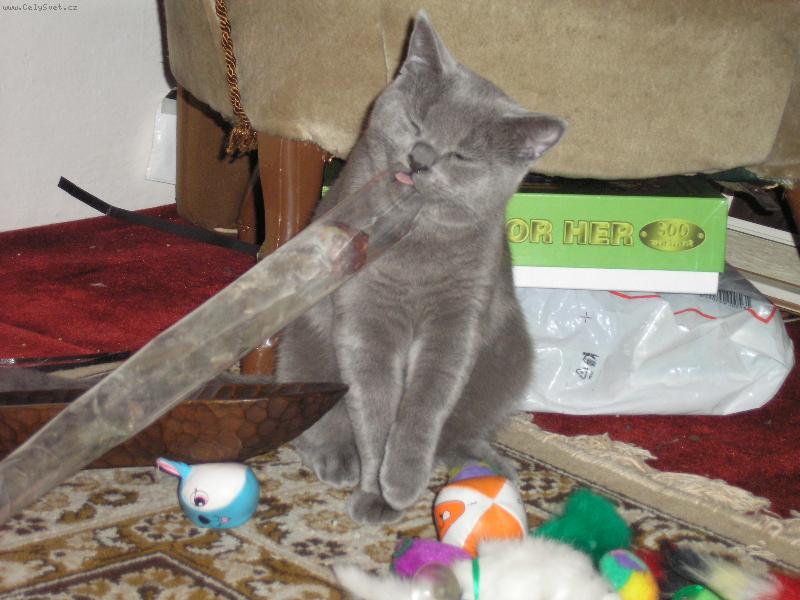 Foto: zkoumání růže