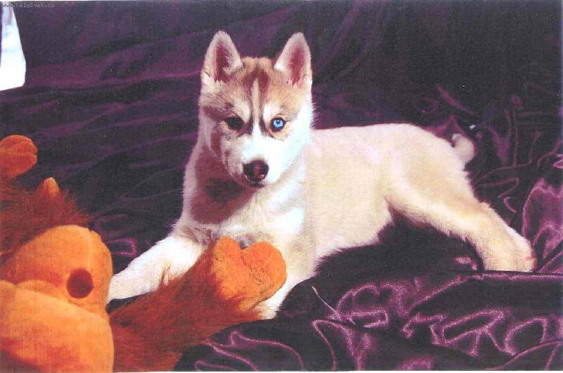 Foto: naše malé boubelaté