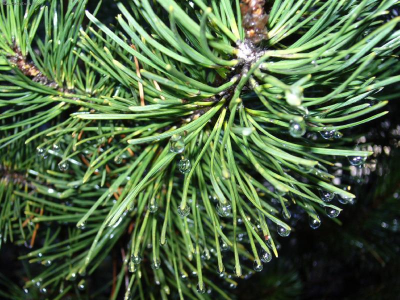 Foto: Ranní krása-Jehličnan po jarním deštíku