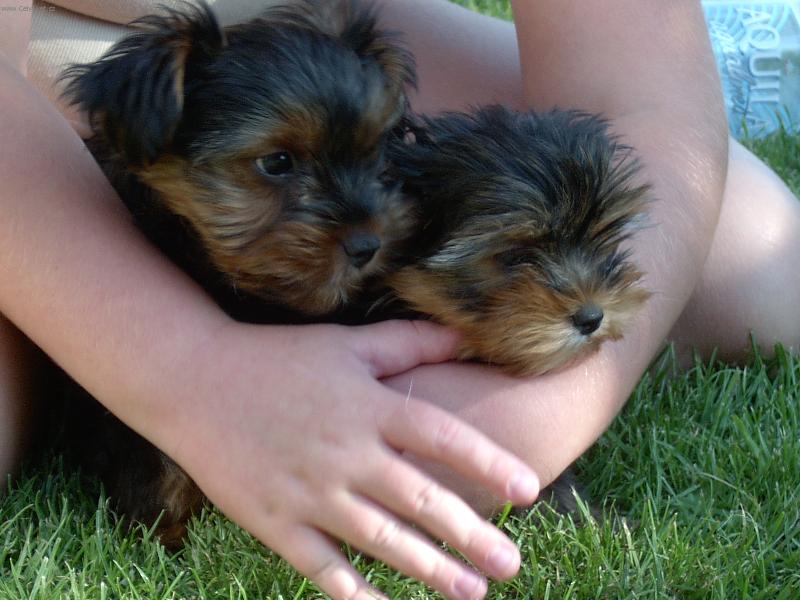 Foto: Laki a Chiko-Podívej, jo vidikm!!!