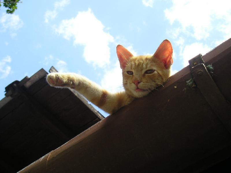 Foto: Zdraví vás Jonášek!