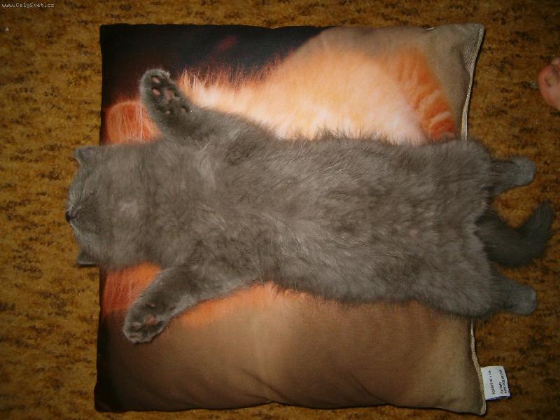 Foto: Mouchy,snězte si mě!!!!!-Spinkej můj malinkej.