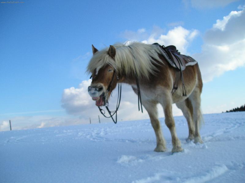 Foto: Hafling Ebro-Ebrouše jsem zřejmě dost unudila při tom neustálém pózování.