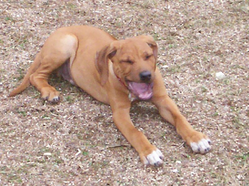 Foto: áááááhhh,to bylo silné zívnutí!!!-Engu usíná