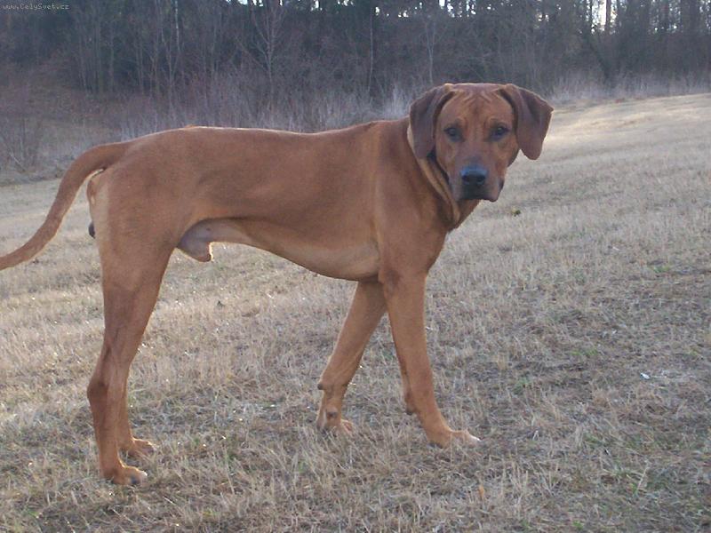 Foto: výstavní foto...-Lex uvádí...