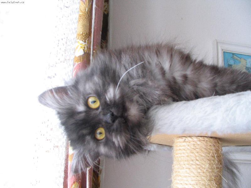 Foto: SÁRA-Pojď se pomazlit 2