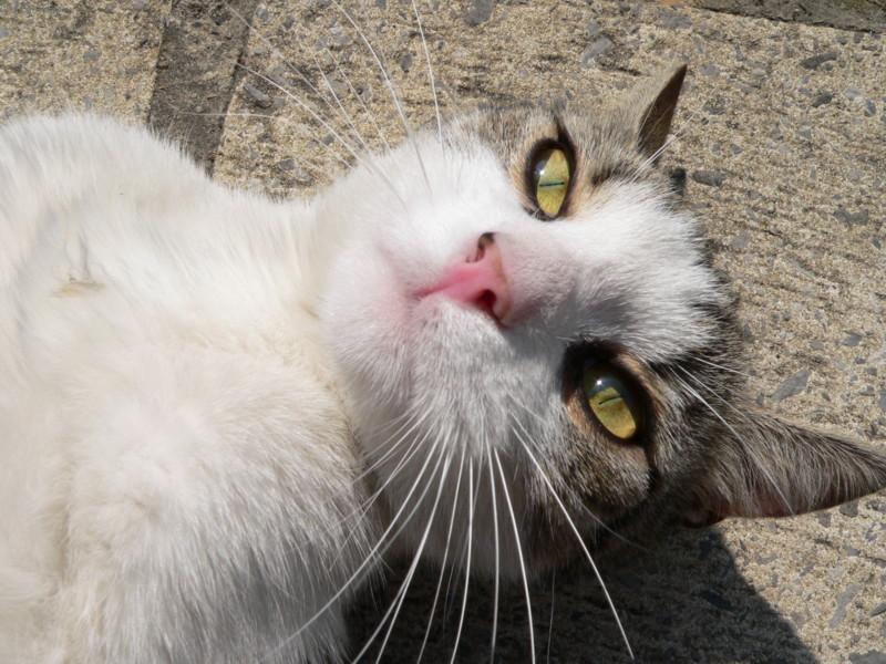 Foto: Belgická kočka se sluní na náměstí v Arlonu