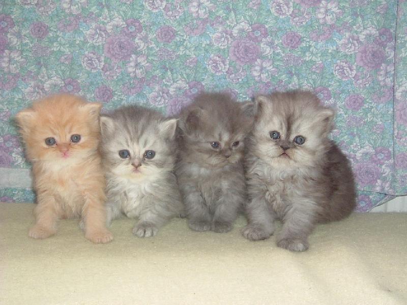 Foto: 4 kočičí sourozenci :-)