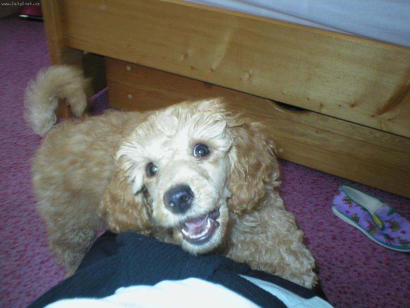 Foto: Eliška-Neštvi mě!!! Stejně tě chytím!! A pak si mě nepřej!!