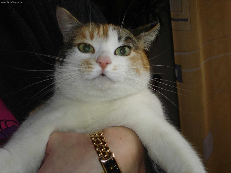 Foto: Jsem unavená-Mamka chová naši rozmazlenou kočku Hefidžinu