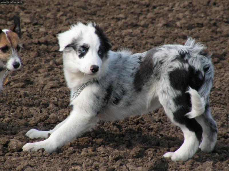 Foto: BAD-příprava na hru