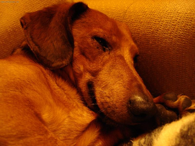 Foto: Spáč-Spinkám,nerušit!!