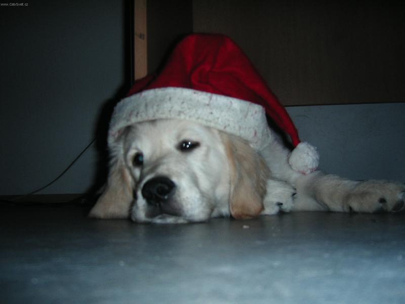 Foto: Vánoční Falco