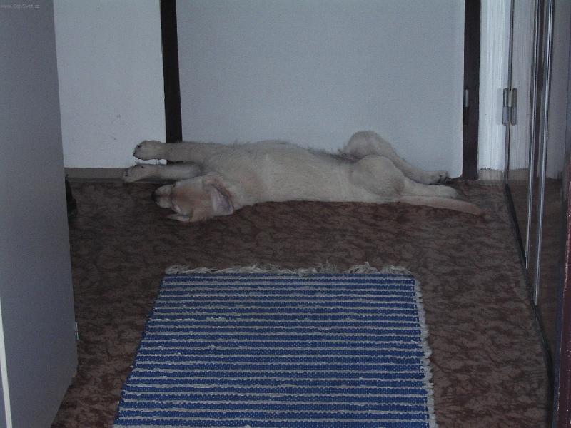 Foto: Spím jak dudek