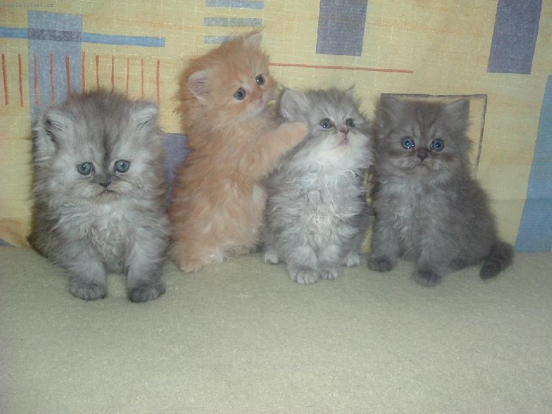 Foto: Perská miminka - no už batolata :-)-Já jsem malinká,taky chci být na fotce vidět!!!