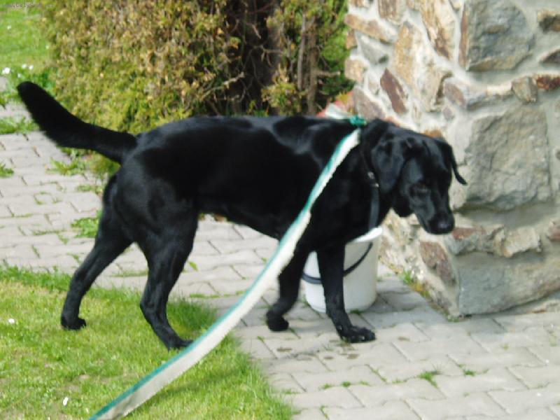 Foto: Brita-Náš pejsánek!!!