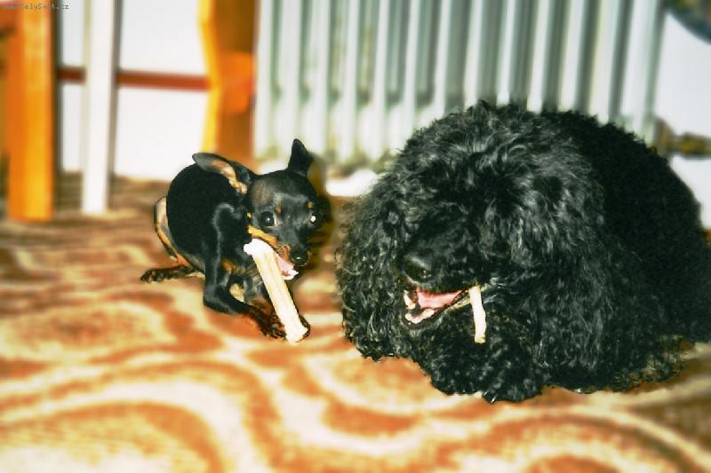 Foto: Jsem na návštěvě-beru větší-My jsme měli Kitinku(pudl)a dcera přišla na návštěvu se Sisinkou(pražský krysařík).