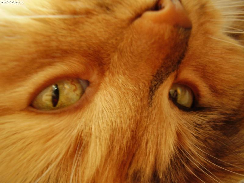 Foto: Kočičí pohled