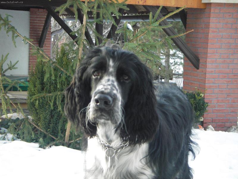 Foto: Archie-Arčí vidí poprvý sníh a jak je vidět tak je z něj stále mimo=)