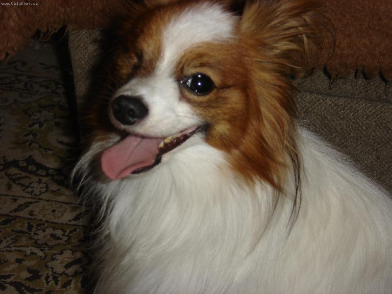 Foto: Maxiček-(maxik nemá pravé oko, měl uráz)