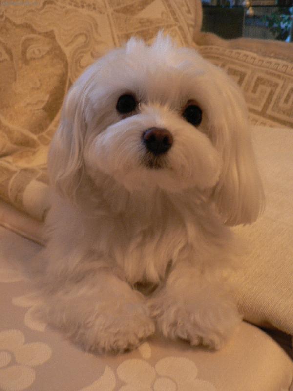 Foto: MEGGY-Naše Meggy,líbí se vám ?