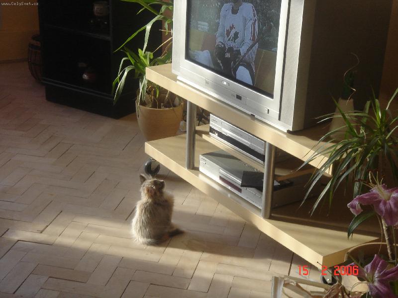 Foto: televizní maniak-Chiquita je sportovní fanoušek