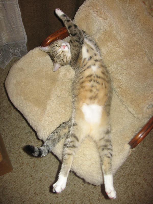 Foto: To křeslo je mi malé-Spokojená Baruška