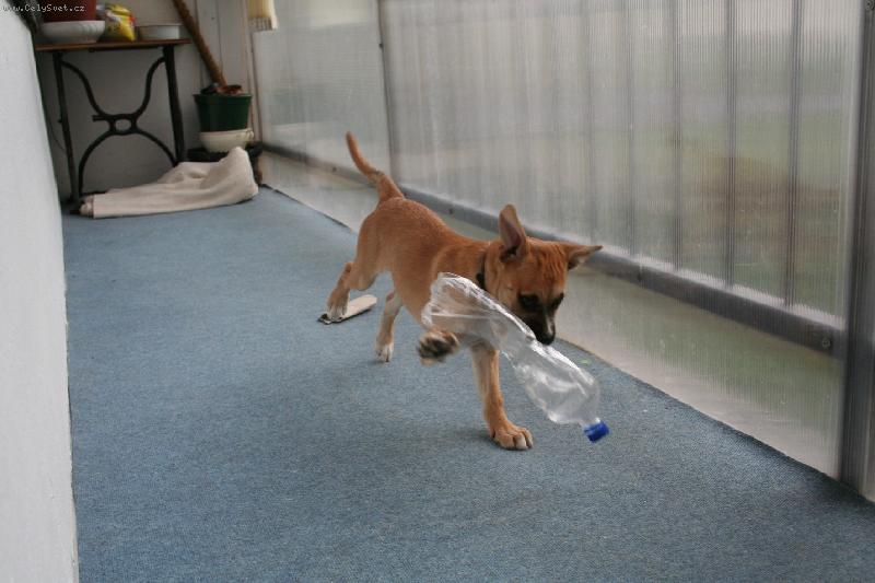 Foto: Uhoním tě-ráda si hraju s PET lahvemi