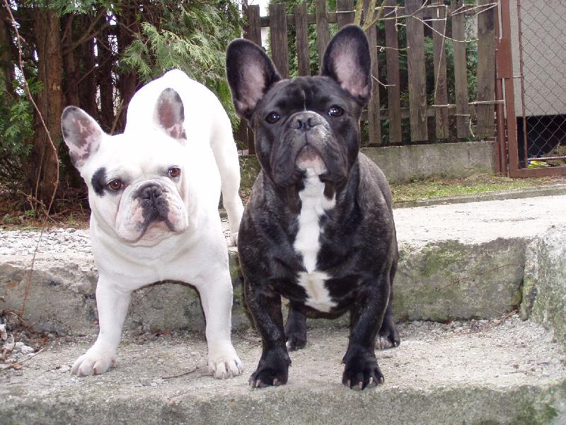 Foto: Dva br�kov�-Pani�ko, kdepak si !