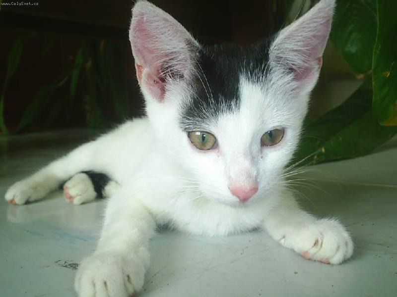 Foto: Micina-kříženec kočka x netopýr