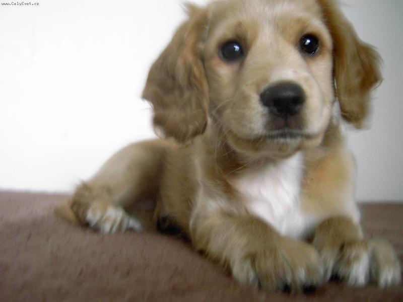 Foto: Náš hafan :)