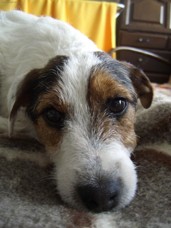 Foto: Unavený Benýsek-"Vážně musím z postele dolů?"