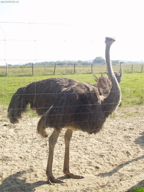 Foto: Hugo z Německa-Pštrosák Hugo