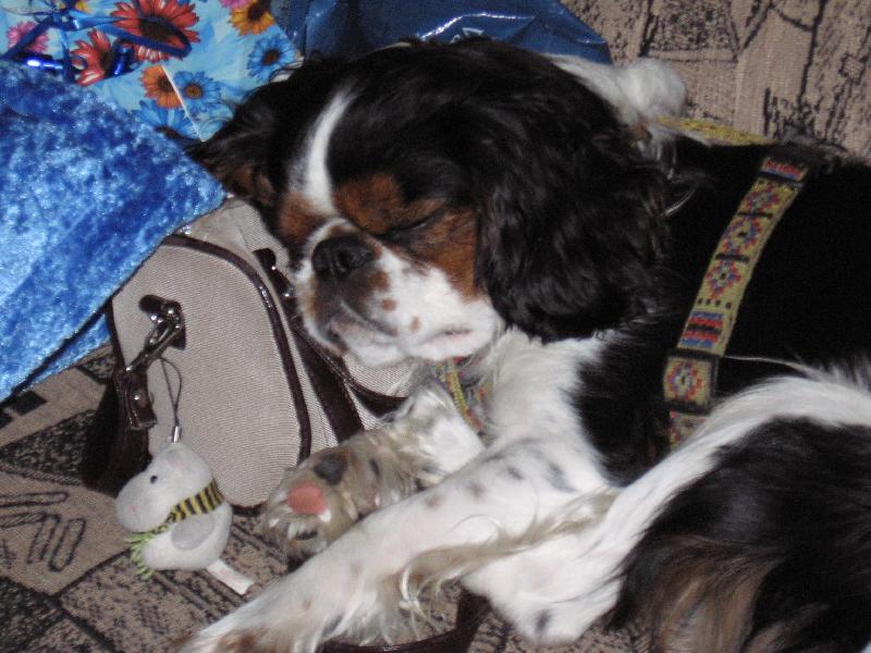 Foto: Merlin-čaroděj-Co je na světě nejsladší????No přeci spokojený spánek......