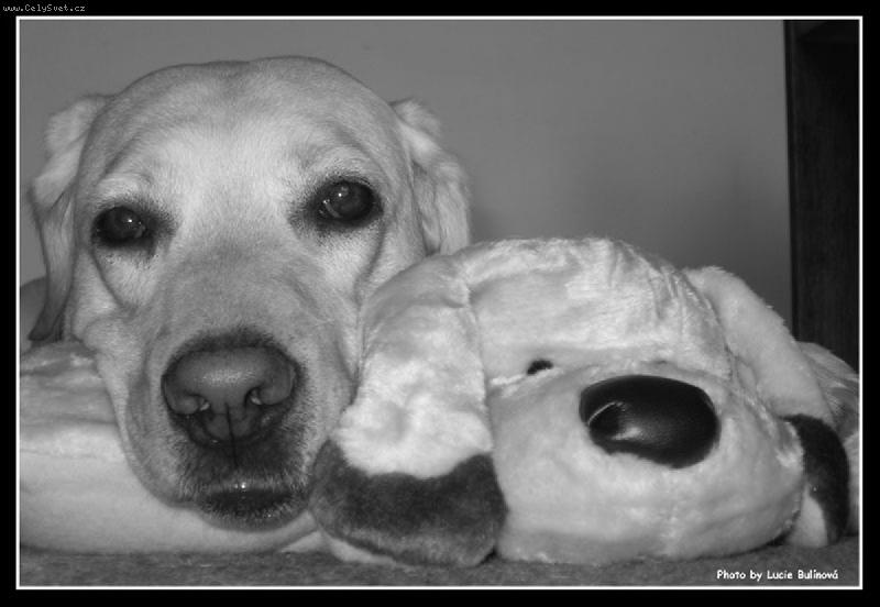 Foto: Baruska s plyšákem-Dva pejskové vedle sebe