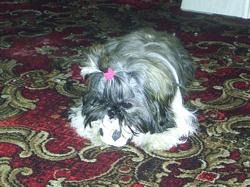 Foto: Terrynka-Radši ho rychle rozkoušu,než mě zase budou nutit hrát fotbal..