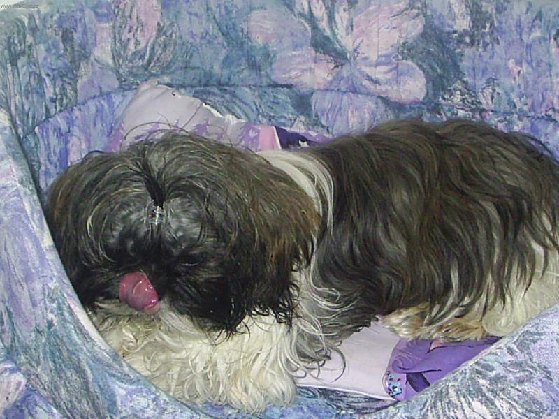 Foto: Terrynka-Po dobrém obědě,trocha spánku..