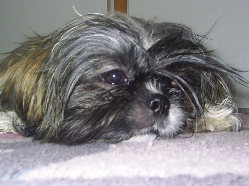 Foto: Terrynka-Zamyšlení..:-)