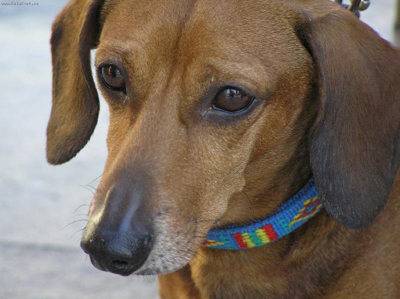 Foto: Fakt nejsem smutný...-Pardál