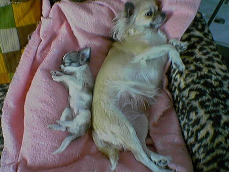 Foto: Mini a maxi-není pes jako pes