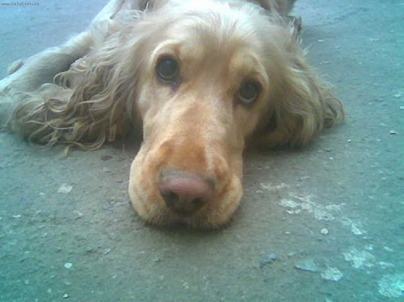 Foto: Besinka-no co?přemýšlím