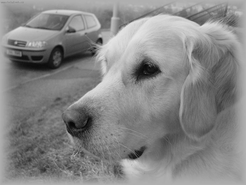 Foto: Moje Éliška-její portrét