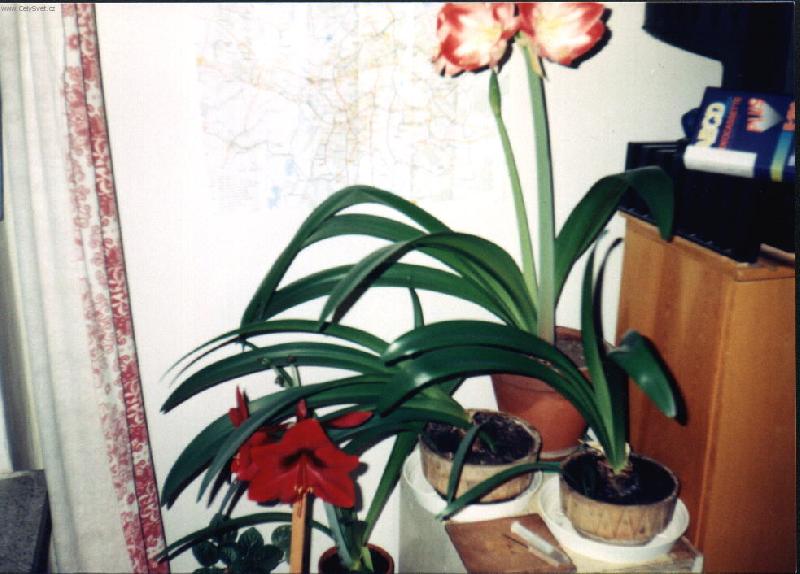 Foto: Príma, kvete.